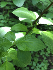 Cornus sericea occidentalis