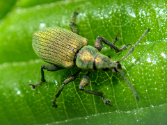 Phyllobius maculicornis