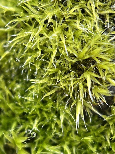 Grimmia trichophylla observed 2026-08-06