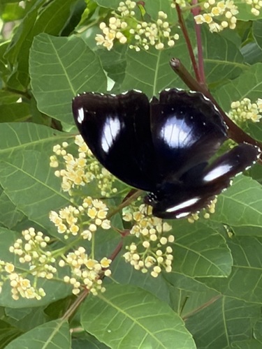 Great Eggfly