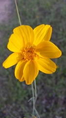 Thelesperma simplicifolium