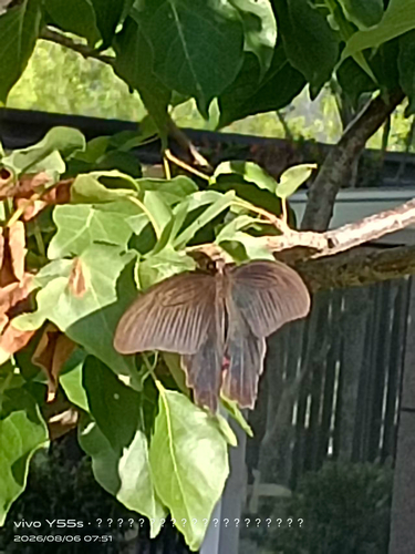Spangle Swallowtail