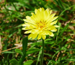 Pyrrhopappus pauciflorus