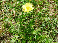 Pyrrhopappus pauciflorus