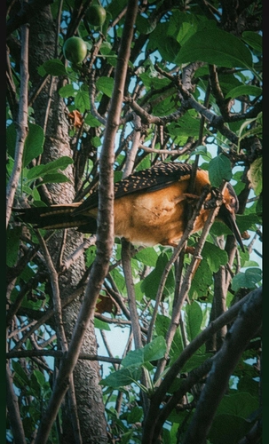 Andean Flicker