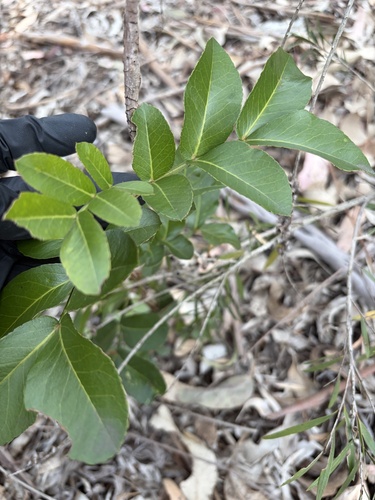 Weeping Boerbean