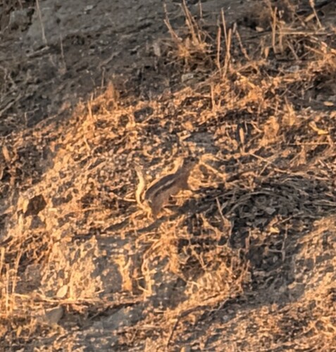 Nelson's Antelope Squirrel observed by honoria_