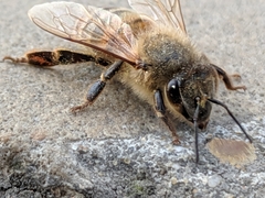 Apis mellifera