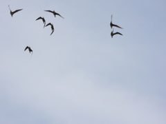 Limosa