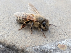 Apis mellifera