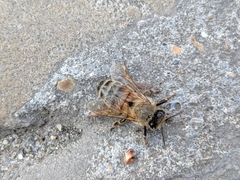 Apis mellifera