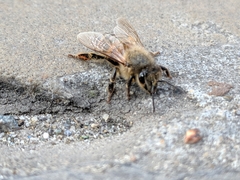 Apis mellifera