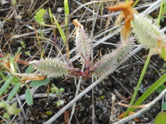 Sulla glomerata