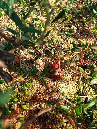 Moor Frog