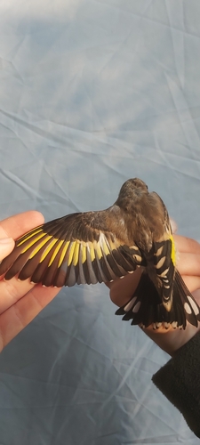European Goldfinch
