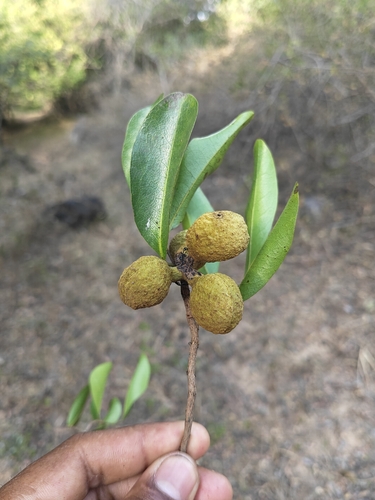 Hard-fruit alphonsea (Alphonsea lutea)