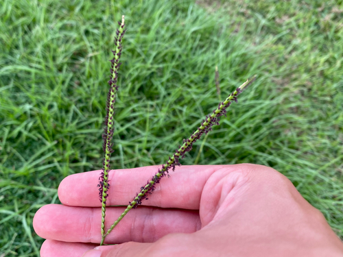 Paspalum notatum observed 2026-08-05