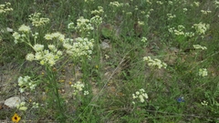 Hymenopappus