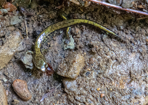 Dunn's Salamander
