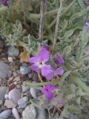 Matthiola sinuata