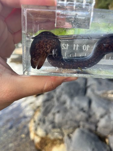 Uropterygius macrocephalus observed 2026-07-14