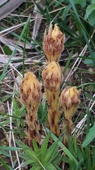 Orobanche gracilis