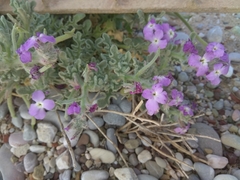 Matthiola sinuata