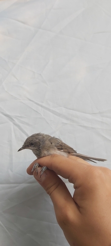 Lesser Whitethroat