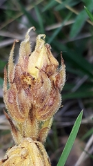 Orobanche gracilis