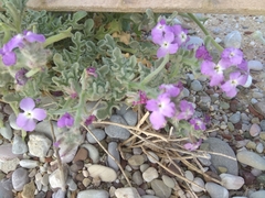 Matthiola sinuata