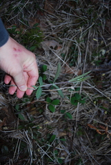 Lonicera dioica