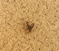 Diacrita costalis