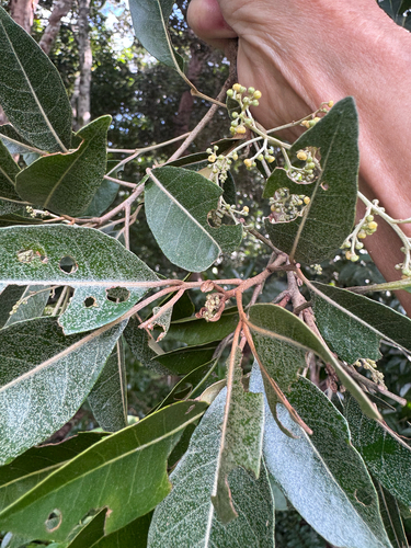 Aglaia elaeagnoidea observed 2026-07-31