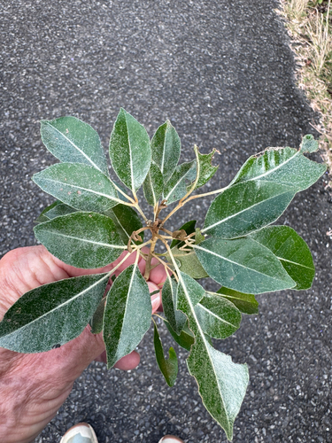 Aglaia elaeagnoidea observed 2026-07-30