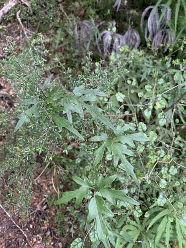 Clematis forsteri, photograph 5