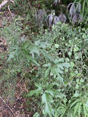 Clematis forsteri, photograph (c) Lorraine Cook, some rights reserved (CC BY)
