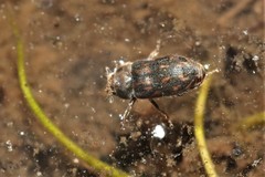 Heterocerus fusculus