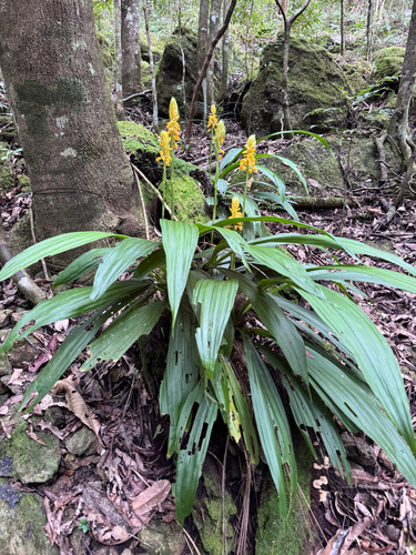 Calanthe ventilabrum observed 2026-07-28
