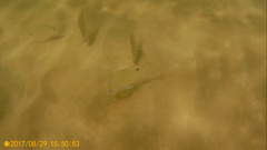 Diplodus