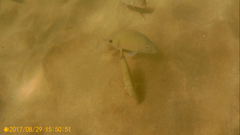 Diplodus