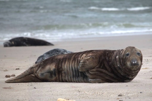 Grey Seal