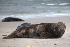 Grey Seal photo 4