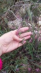 Fumaria kralikii