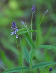 Orbexilum pedunculatum