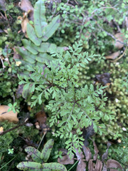 Raukaua simplex, photograph (c) Lorraine Cook, some rights reserved (CC BY)