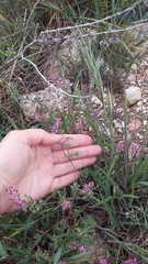 Fumaria kralikii