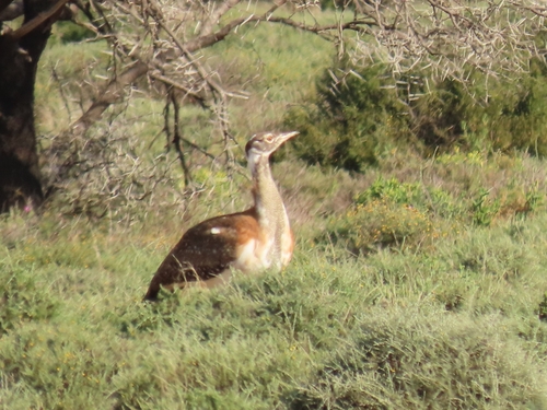 Ludwig's Bustard (Neotis ludwigii), photo 4