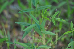 Orbexilum pedunculatum