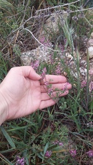 Fumaria kralikii