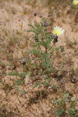Astragalus didymocarpus